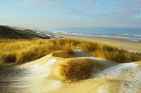 Dune with marram grass overlooking the beach near Bergen aan Zee