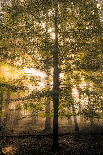 Beukenbos tijdens een mistige herfstochtend