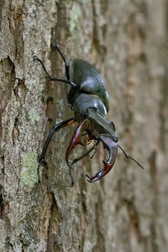 Stag Beetle ( Lucanus cervus ) climbing down the  trunk of an oak tree van wunderbare Erde
