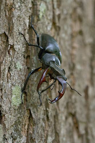 Stag Beetle ( Lucanus cervus ) climbing down the  trunk of an oak tree by wunderbare Erde