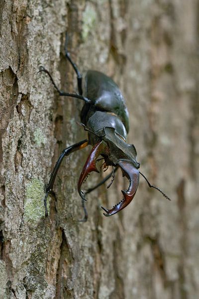 Hirschkaefer ( Lucanus cervus ) an Eichenstamm par wunderbare Erde
