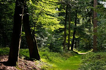 Path Covered by Grass - 2017 van Timmy Bouwmann