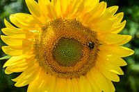 Sonnenblume