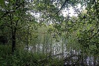 Meertje in het bos gehuld in het groen