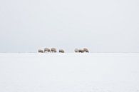Moutons dans un paysage d'hiver néerlandais par eric van der eijk Aperçu