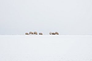 Schapen in een Hollands winterlandschap van eric van der eijk