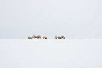 Sheep in a Dutch winter landscape by eric van der eijk