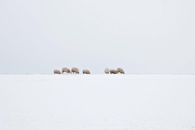 Schafe in einer holländischen Winterlandschaft von eric van der eijk