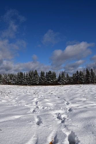 Voetafdrukken in een veld in de herfst