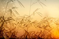 Bamboo sunset