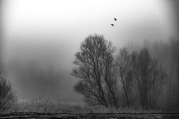 Was der Nebel verschweigt