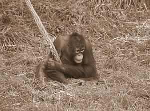 Orang-Utan-Welpe in Sepia