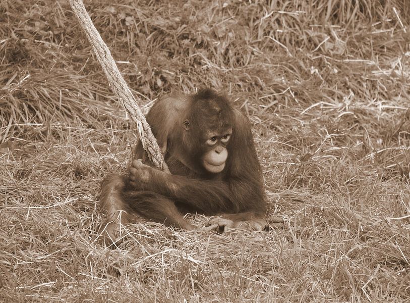 Orang-oetan jong in sepia van Jose Lok