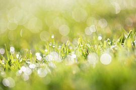 De l'herbe avec des gouttes de rosée et un beau bokeh sur KB Design & Photography (Karen Brouwer)
