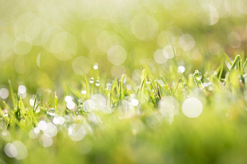 Gras met dauwdruppels en een schitterende bokeh / Dauw op het gras