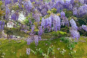 Blühender Blauregen an einer moosigen Gartenmauer