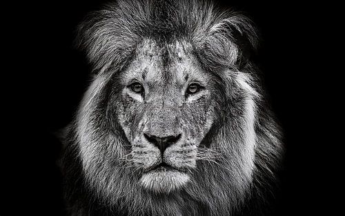 “Koninklijke Verbondenheid – Twee Leeuwen in Een Intiem Moment”