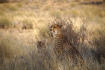 Cheeta moeder en welp van Discover Dutch Nature