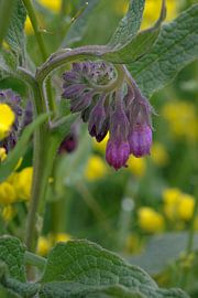 Schöne Nahaufnahme eines violetten Beinwells von Patrick Verhoef