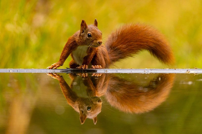 Écureuil (Sciurus vulgaris), rongeur par Gert Hilbink