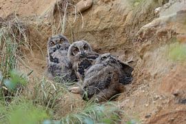 Eurasian Eagle Owls ( Bubo bubo ), chicks, young owls, sitting, resting in a sand pit, wildlife, Eur
