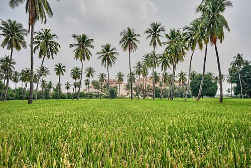 The granite giants watching over the rice fields of Anegundi