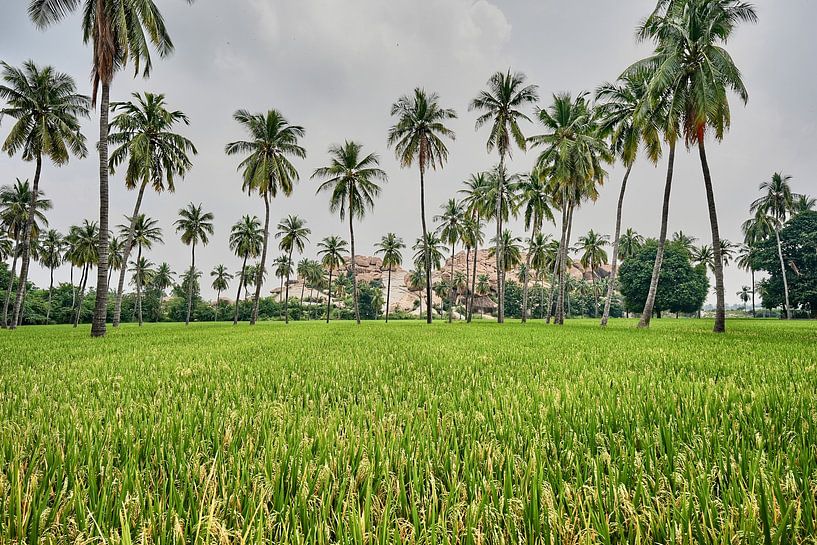 The granite giants watching over the rice fields of Anegundi by Frank Photos