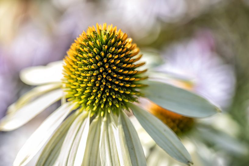 Echinacea von Tonia Beumer