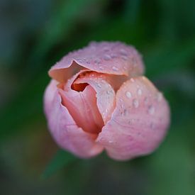romantische roze tulp met waterdruppeltjes van Miny'S
