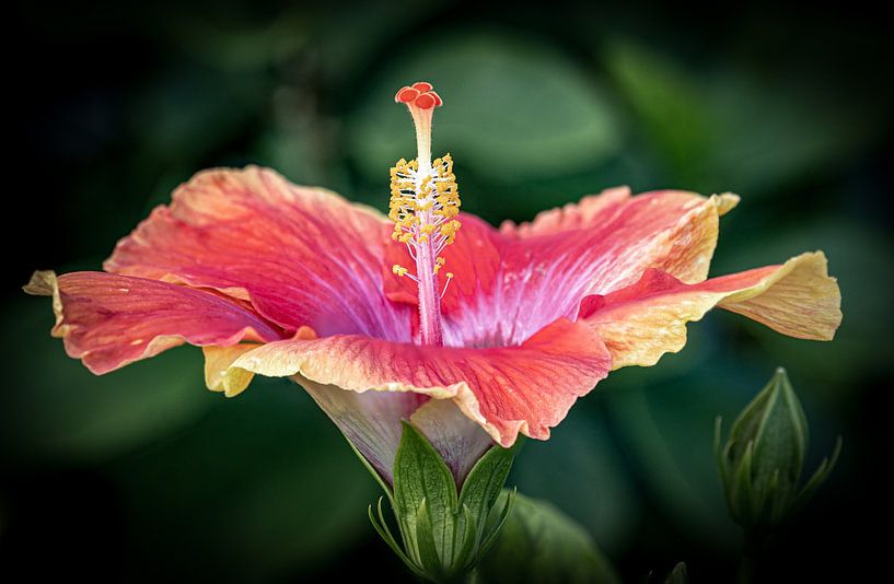 Bloem Sint Eustatius van Marco Linssen