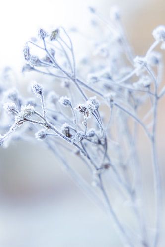 winter glory