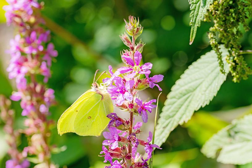 Butterfly on a flower by Hans-Jürgen Janda