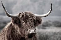 Schottischer Highlander in der Nähe der Hilversumer Heide von Dennisart Fotografie Miniaturansicht