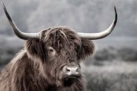 Scottish Highlander near the Hilversum heathland