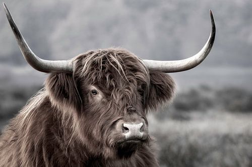 Schotse Hooglander bij de Hilversumse heide