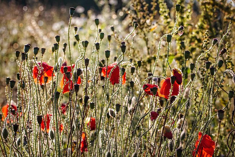 Poppies by Rob Boon