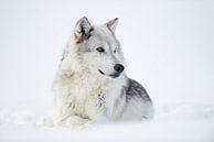 Gray Wolf (Canis lupus) in winter, lying, resting in snow, white fur, watching aside, amber golden e van wunderbare Erde thumbnail