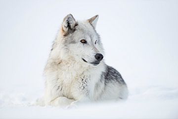 Gray Wolf (Canis lupus) in winter, lying, resting in snow, white fur, watching aside, amber golden e van wunderbare Erde