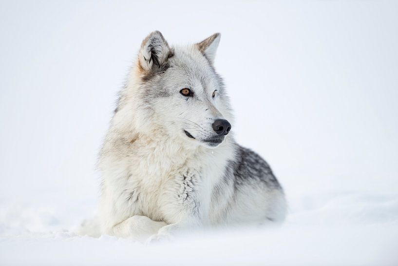 Wolf * Canis lupus * ruht im Schnee, stolze Haltung, wunderschöne Augen und Fellzeichnung von wunderbare Erde