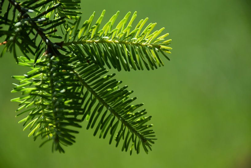 Une branche de sapin au printemps par Claude Laprise