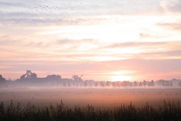 Mistige zonsopkomst Elst van Nicky Kapel