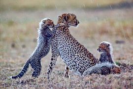 Es regnet immer noch von Peter Michel