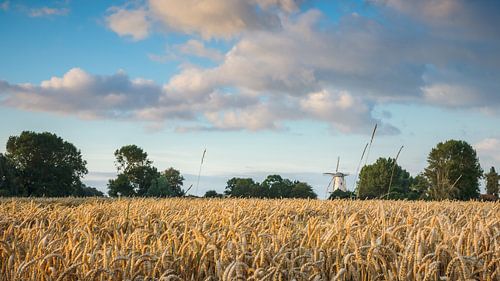 Reaping white in an agricultural field