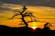 Silhouet van een boom tegen zonsondergang van Fred van Bergeijk thumbnail