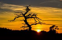Silhouet of a dead tree during sunset