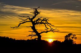 Silhouet of a dead tree during sunset by Fred van Bergeijk