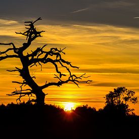 Silhouet van een boom tegen zonsondergang van Fred van Bergeijk