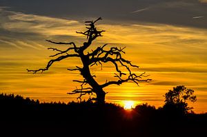 Silhouet van een boom tegen zonsondergang van Fred van Bergeijk