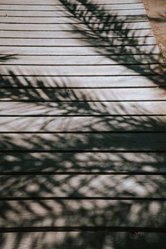 Palm shadows in Egypt van May Leigh De Lima