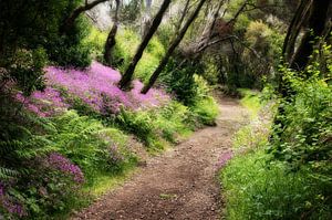 Forest path in the fairytale forest on La Gomera by Max Steinwald